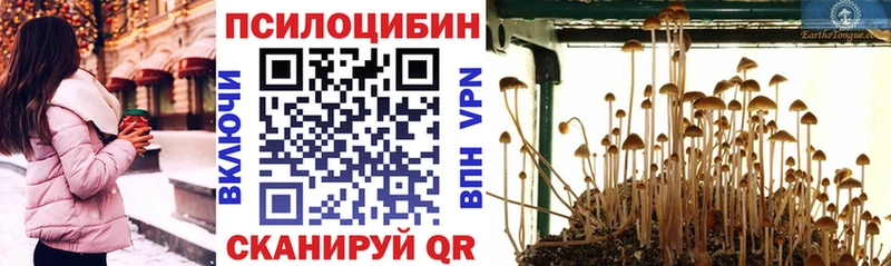 даркнет сайт  Грозный  Галлюциногенные грибы мицелий 